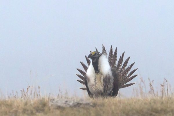 mt-sage-grouse-habitat-conservation-program-600x400-1